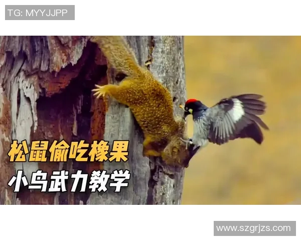 大公松鼠与大分三神的精彩对决谁将成为胜者的传奇故事